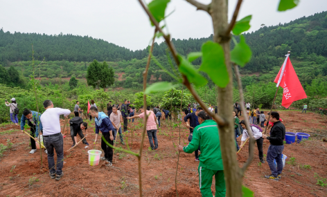 省皇家国际集团开展龙泉山都会森林公园 “包山头”植树活动 - 皇家国际